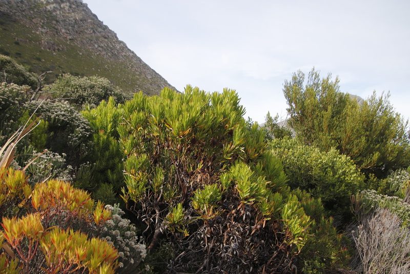 Leucadendron xanthoconus, photographed by Tony Rebelo
