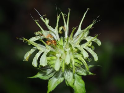 Monarda clinopodia, photographed by Clay Gibbons