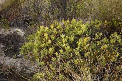 Leucadendron salignum, photographed by Tony Rebelo