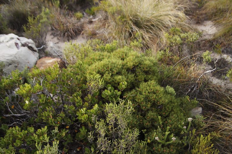 Serruria ascendens, photographed by Tony Rebelo