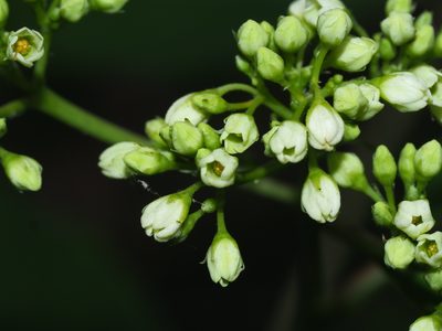 Apocynum cannabinum, photographed by Clay Gibbons