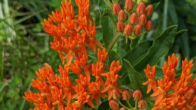 Asclepias tuberosa, photographed by john_hall
