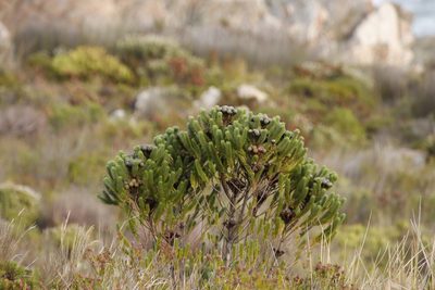 Berzelia albiflora, photographed by Tony Rebelo