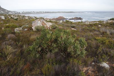 Protea laurifolia, photographed by Tony Rebelo