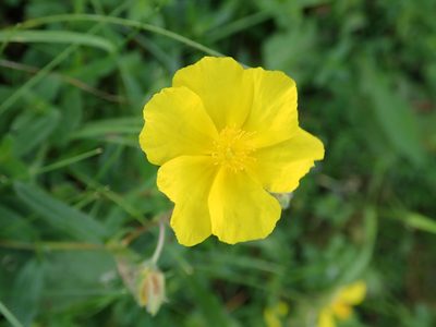 Helianthemum nummularium, photographed by John Kenrick Gibson