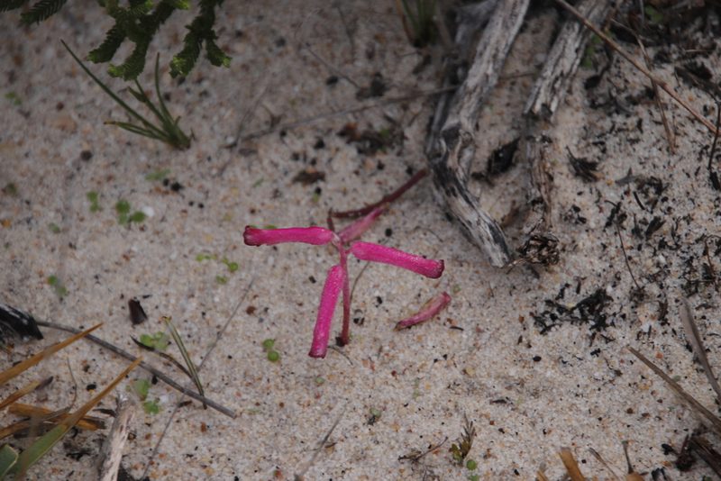 Lachenalia punctata, photographed by Tony Rebelo
