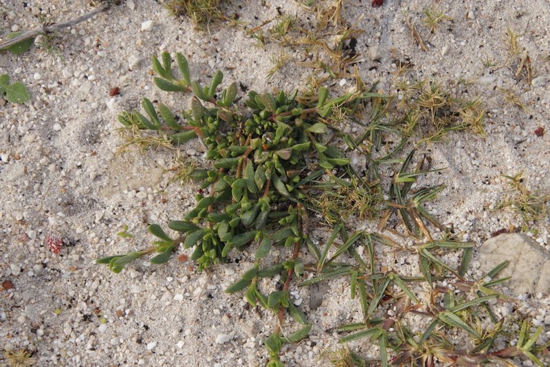 Delosperma guthriei, photographed by Tony Rebelo