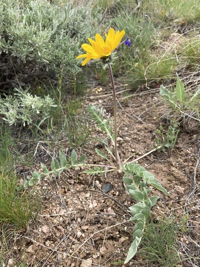 Balsamorhiza incana, photographed by Cecelia Alexander