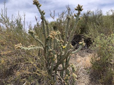 Cylindropuntia bernardina, photographed by Mark Valen