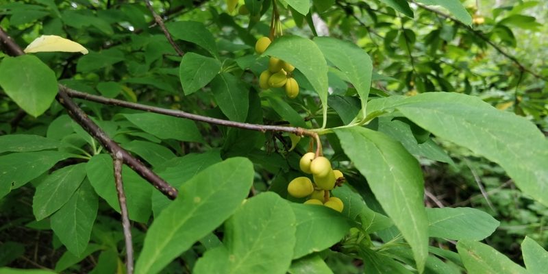 Oemleria cerasiformis, photographed by Pete Lypkie