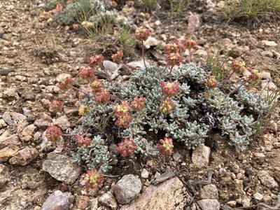 Eriogonum caespitosum, photographed by Cecelia Alexander