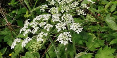Heracleum maximum, photographed by Pete Lypkie
