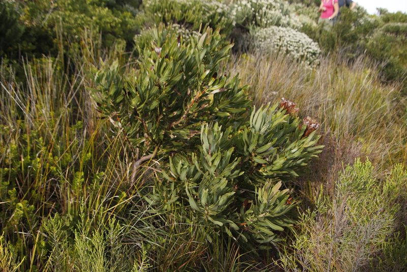 Protea laurifolia, photographed by Tony Rebelo