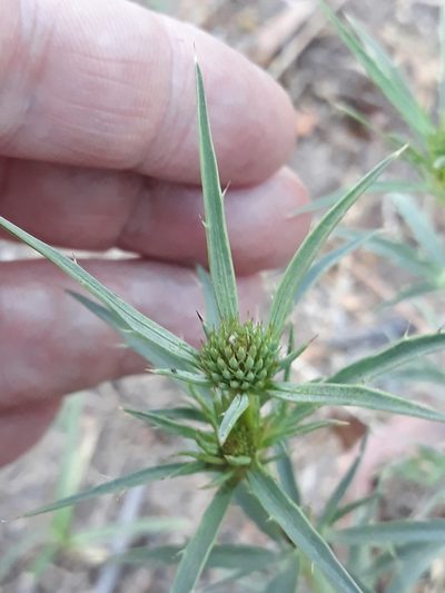 Eryngium tricuspidatum, photographed by Karim Haddad