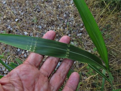 Sorghum halepense