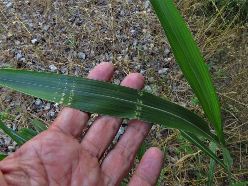Sorghum halepense, photographed by Annika Lindqvist
