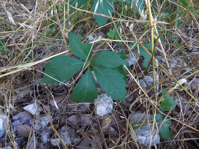 Parthenocissus quinquefolia, photographed by Annika Lindqvist