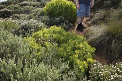 Leucadendron salignum, photographed by Tony Rebelo