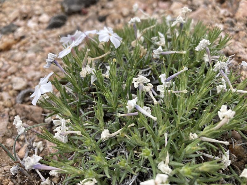Phlox multiflora, photographed by Cecelia Alexander