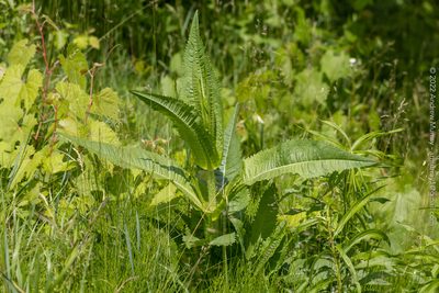 Dipsacus fullonum, photographed by Andrew Murray