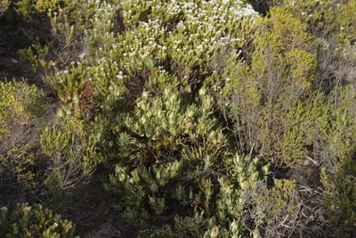 Leucadendron salignum, photographed by Tony Rebelo