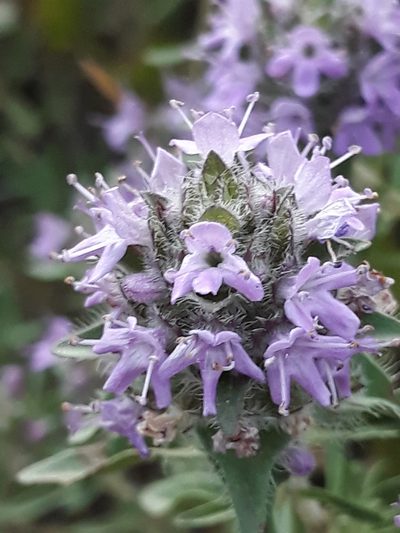 Thymus numidicus, photographed by Karim Haddad