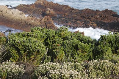Berzelia albiflora, photographed by Tony Rebelo