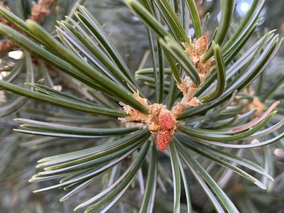 Pinus quadrifolia, photographed by Mark Valen