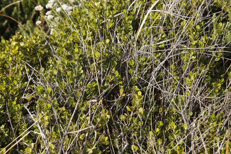 Searsia lucida, photographed by Tony Rebelo