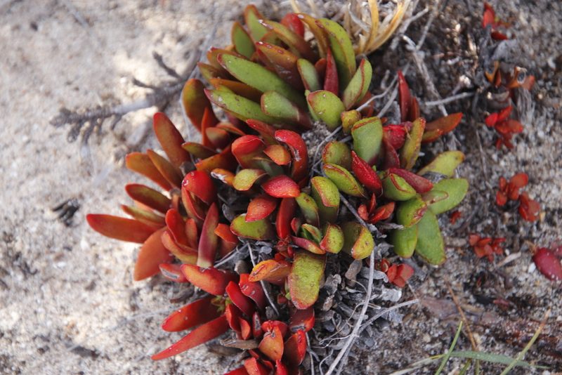 Crassula nudicaulis, photographed by Tony Rebelo