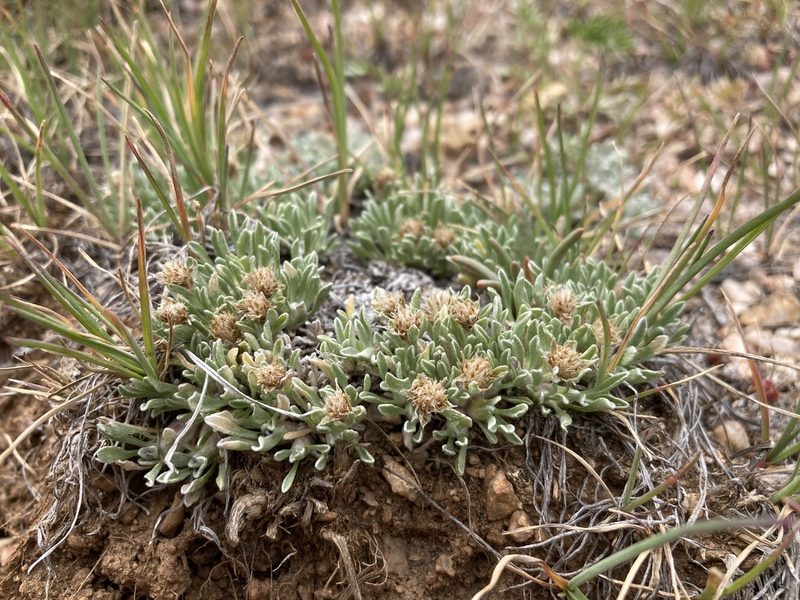 Antennaria dimorpha, photographed by Cecelia Alexander