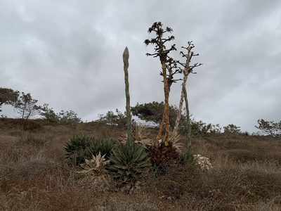 Agave shawii, photographed by Mark Valen