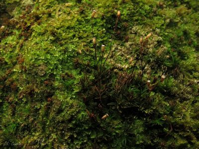 Pogonatum aloides, photographed by José Luis Camaño