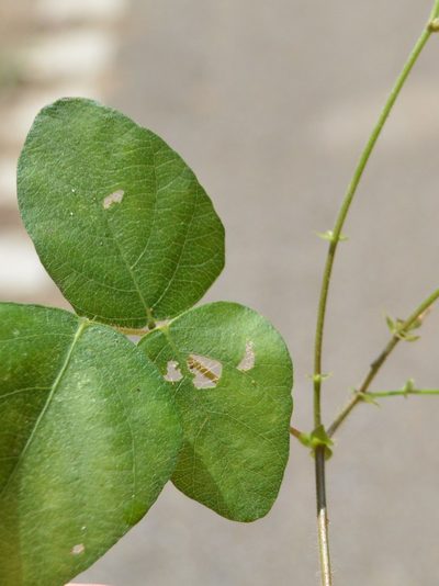 Desmodium ochroleucum, photographed by Daniel McNair