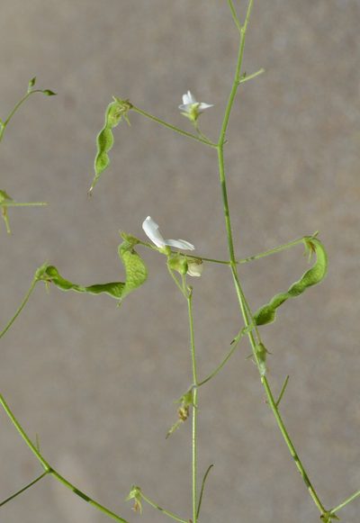 Desmodium ochroleucum, photographed by Daniel McNair