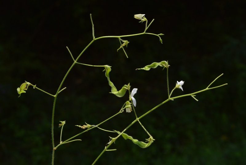 Desmodium ochroleucum, photographed by Daniel McNair