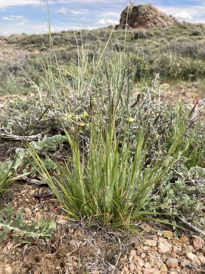 Danthonia unispicata, photographed by Cecelia Alexander