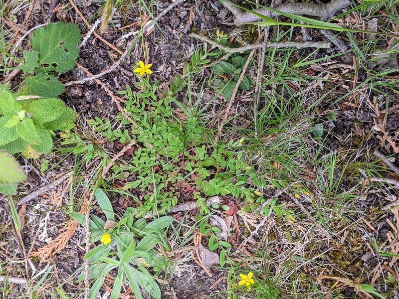Hypericum humifusum, photographed by Piermario Maculan