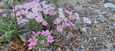 Phlox austromontana, photographed by Amthinkia