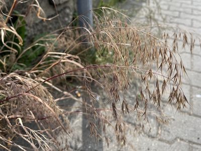 Bromus tectorum, photographed by Pavel Kacl