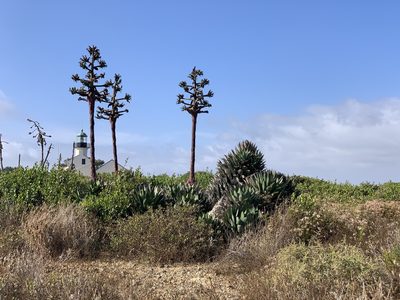 Agave shawii, photographed by Mark Valen
