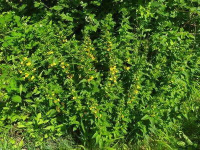 Lysimachia punctata, photographed by carnifex