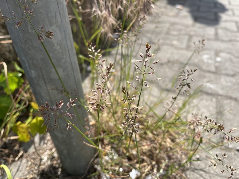 Poa compressa, photographed by Pavel Kacl