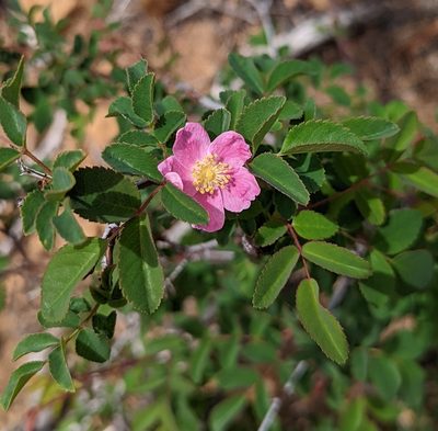 Rosa woodsii, photographed by Dominic Gentilcore