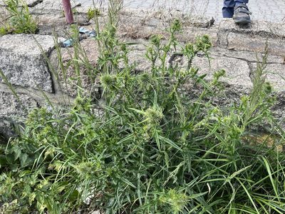 Cirsium vulgare, photographed by Pavel Kacl