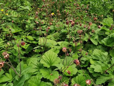 Geum rivale, photographed by Rachel Webster
