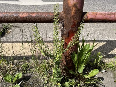 Lepidium campestre, photographed by Pavel Kacl