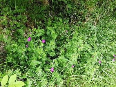 Geranium sanguineum, photographed by Rachel Webster