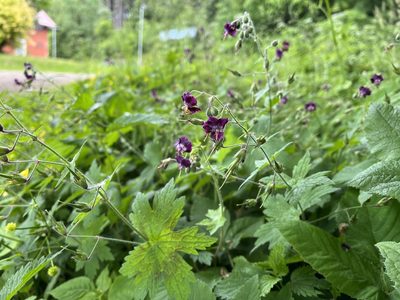 Geranium phaeum, photographed by Pavel Kacl
