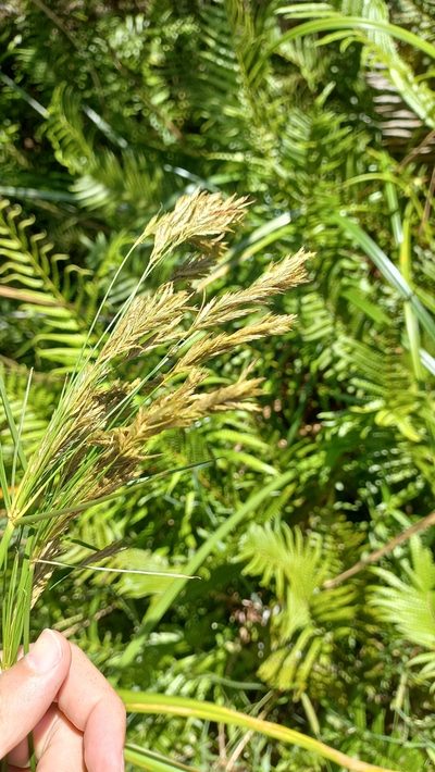 Cyperus prolixus, photographed by JG